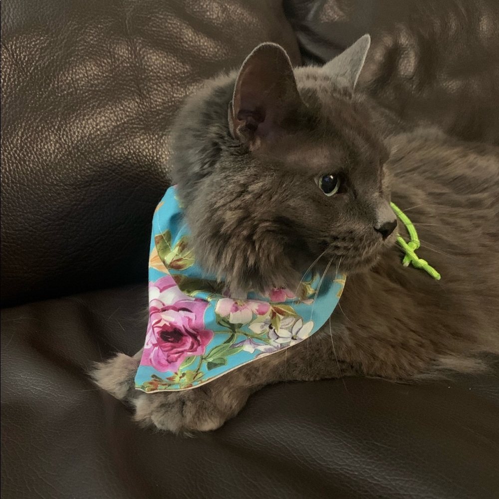 Red white pet bandanna - Picture 9 of 9
